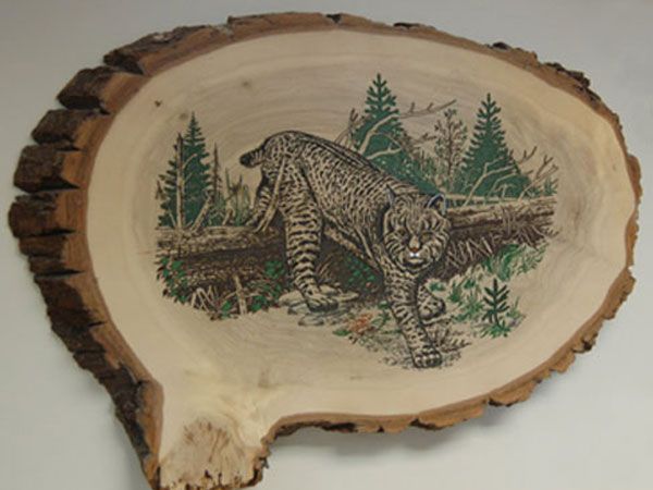 bobcat